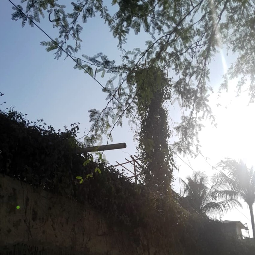 Vines wrapped around a water pipeline pole (paani ka pole)